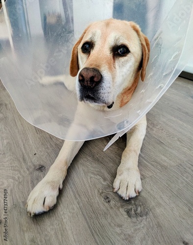 Labrador retriever with collar after operation