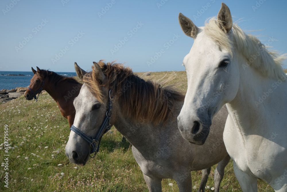 Obraz premium Chevaux sur une île