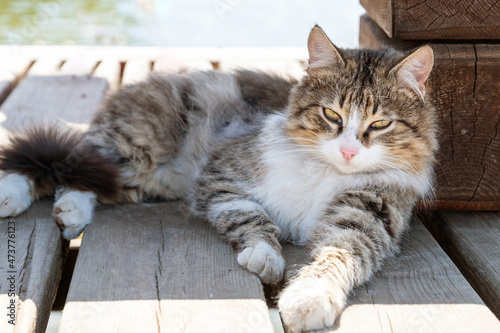 The yard fluffy cat hides in the shade from the bright summer sun. photo