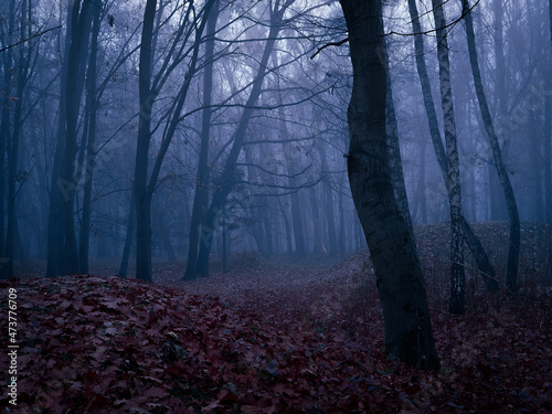 Scary dark forest in the fog. Mysterious autumn forest in blue colors. 