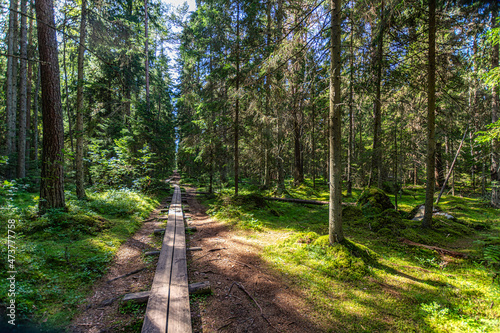 Majakivi–Pikanõmme study trail in Estonia, located at the western edge of Lahemaa National Park, in the middle of Juminda Peninsula with the third largest boulder in Estonia – Majakivi (House Stone) photo