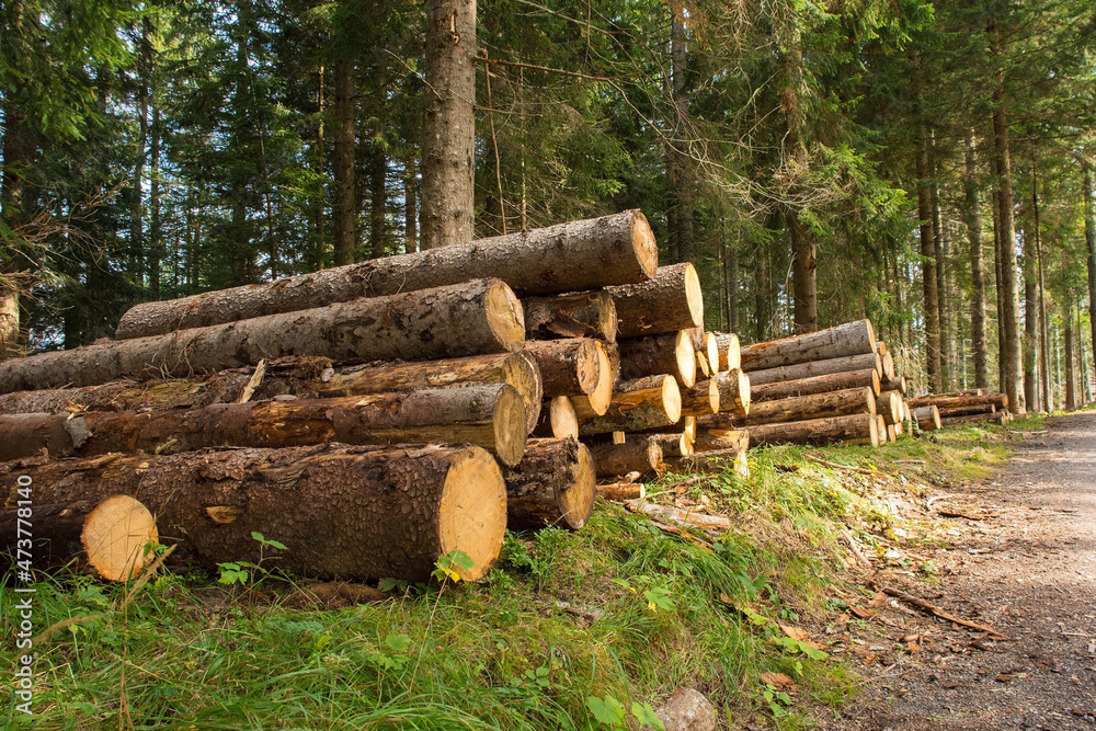 Logging of fir trees on Monte Ruke near Sauris di Sopra, Udine Province, Friuli-Venezia Giulia, north east Italy. Late September
Logging of fir trees on Monte Ruke near Sauris di Sopra, Udine Province, Friuli-Venezia Giulia, north east Italy. Late September