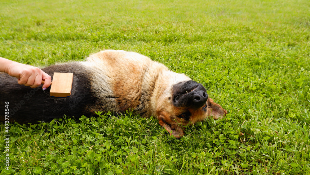 Obraz premium Dog grooming. The girl on the green grass is combing the fur of a German shepherd. A woman is caring for her German shepherd dog, combing a dog