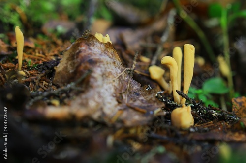 Tableau sur toile Macro of yellow fruit bodies of Clavariadelphus ligula, a club fungus species