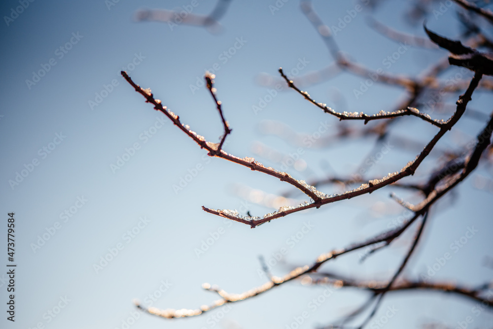 Naked leafless tree branches covered with frost and snow winter background Naked leafless tree branches covered with frost and snow winter background