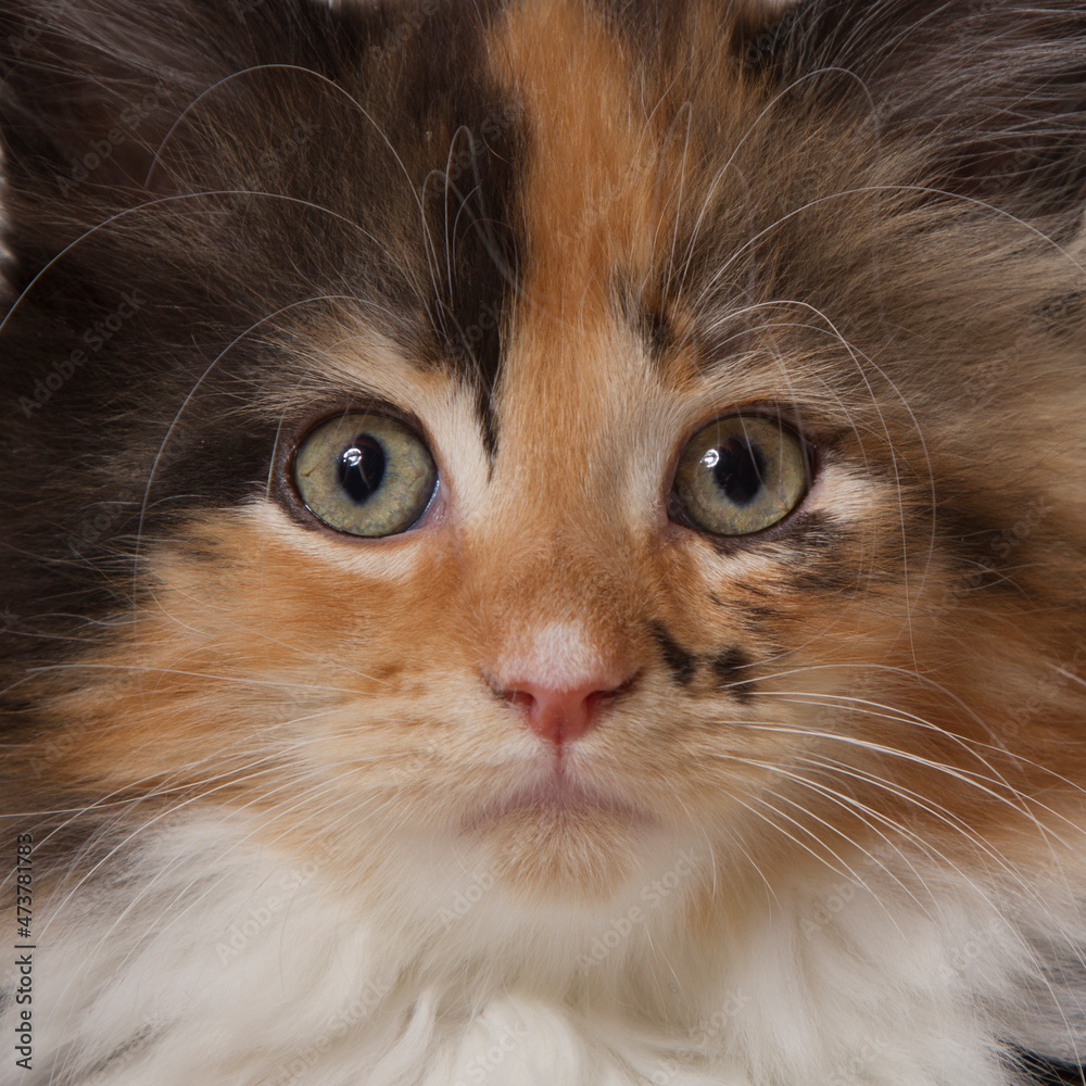 Close-up of an Maine Coon Kitten Close-up of an Maine Coon Kitten