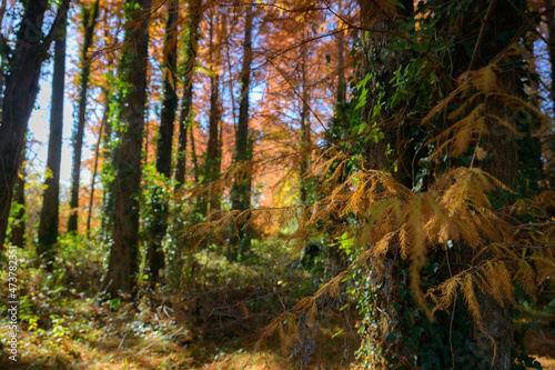 赤く色づく秋のメタセの森 © doraneko777