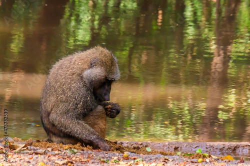 Olive baboon (Papio anubis), also called the Anubis baboon, by water in Lake Manyara National Park in Tanzania photo