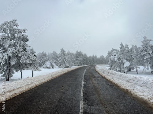 snow-covered road through spruce forest