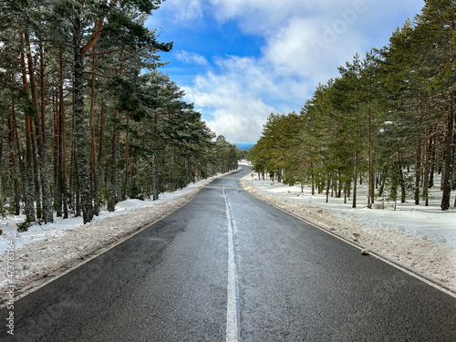 snow-covered road through pine forest