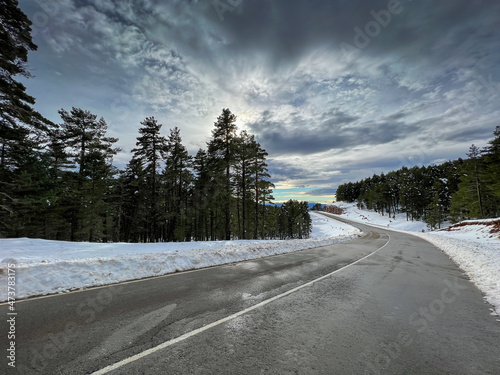 snow covered road through pine forest