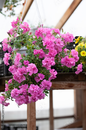 Pink double petunia in a hanging pot  close-up