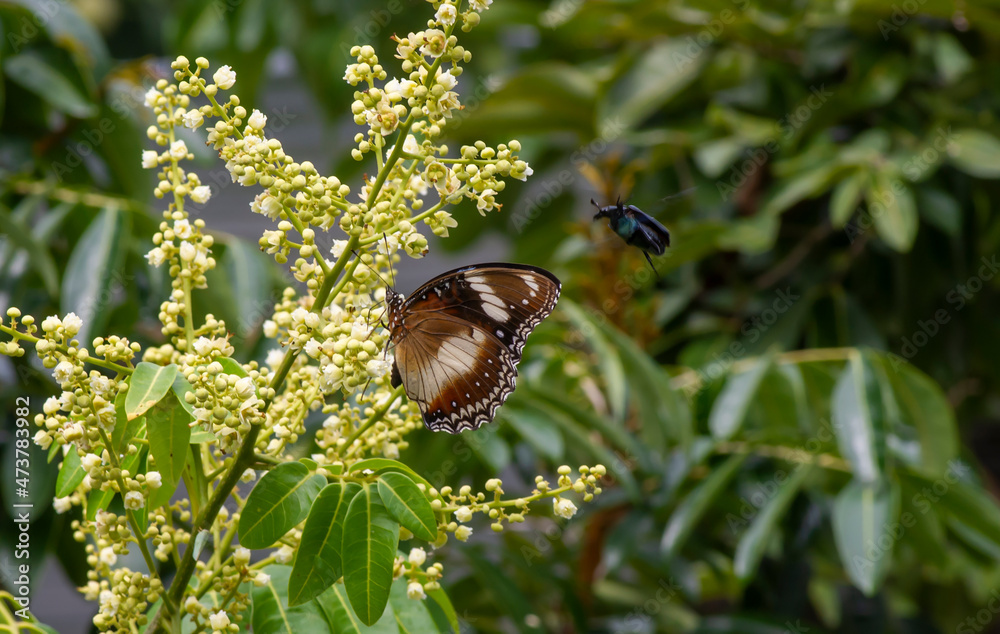 A butterfly eating nectar from longan flowers (Dimocarpus longan) and helping pollination and fertilization A butterfly eating nectar from longan flowers (Dimocarpus longan) and helping pollination and fertilization