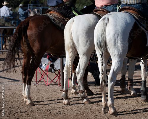 Rearview of beautiful horses in Arizona © Richard Nantais