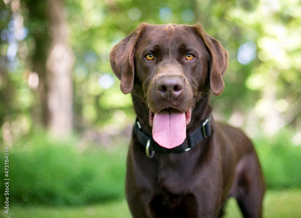 A purebred Chocolate Labrador Retriever dog looking at the camera and panting