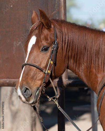 A beautiful brown Arizona horse © Richard Nantais