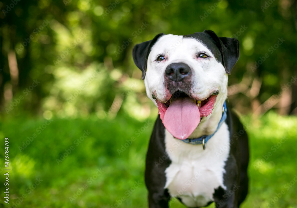 A happy black and white Pit Bull Terrier mixed breed dog outdoors