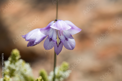 Closeup of beautiful soft purple gladiolus flowers