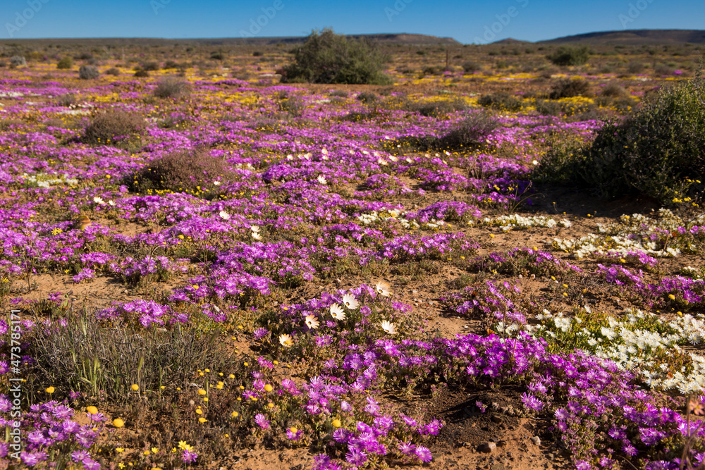 Obraz premium Large display of wildflowers growing in the Namaqua flower season