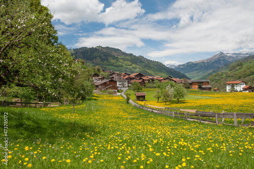 Blumenwiese mit einem Dorf im Hintergrund, gelber Löwenzahn, Frühling