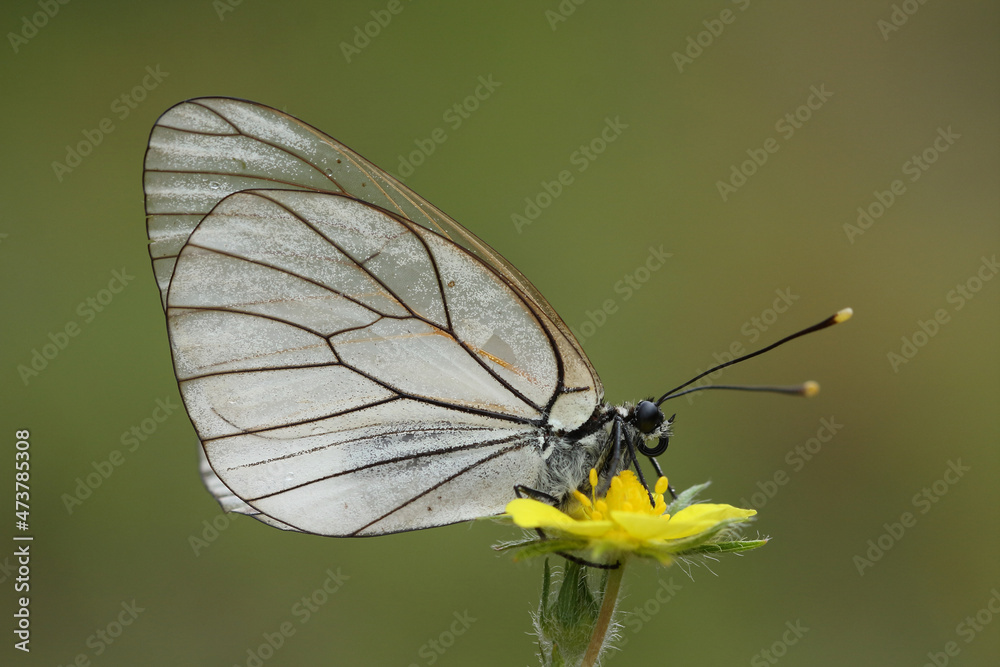 Obraz premium Aporia crataegi, the black-veined white, is a large butterfly of the family Pieridae