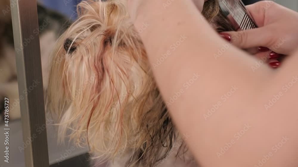 Close-up of a professional groomer combing a small Beaver York dog. A female hairdresser makes a tail on her head from the long hair of a Yorkshire terrier dog. Close-up of a professional groomer combing a small Beaver York dog. A female hairdresser makes a tail on her head from the long hair of a Yorkshire terrier dog.