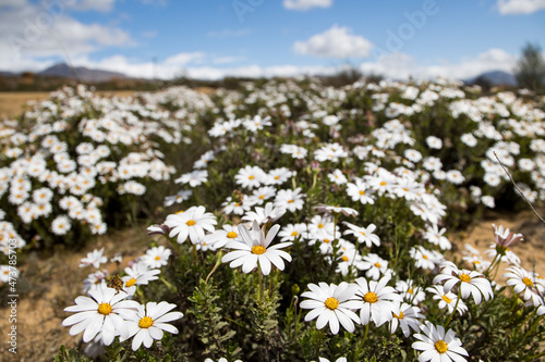 White daisies display of a large field of flowers in the Namaqualand flower season