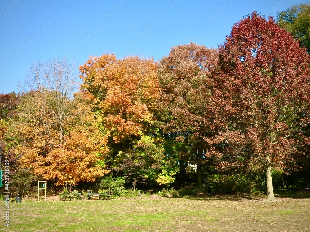 Naklejka premium Fall colors in the park.