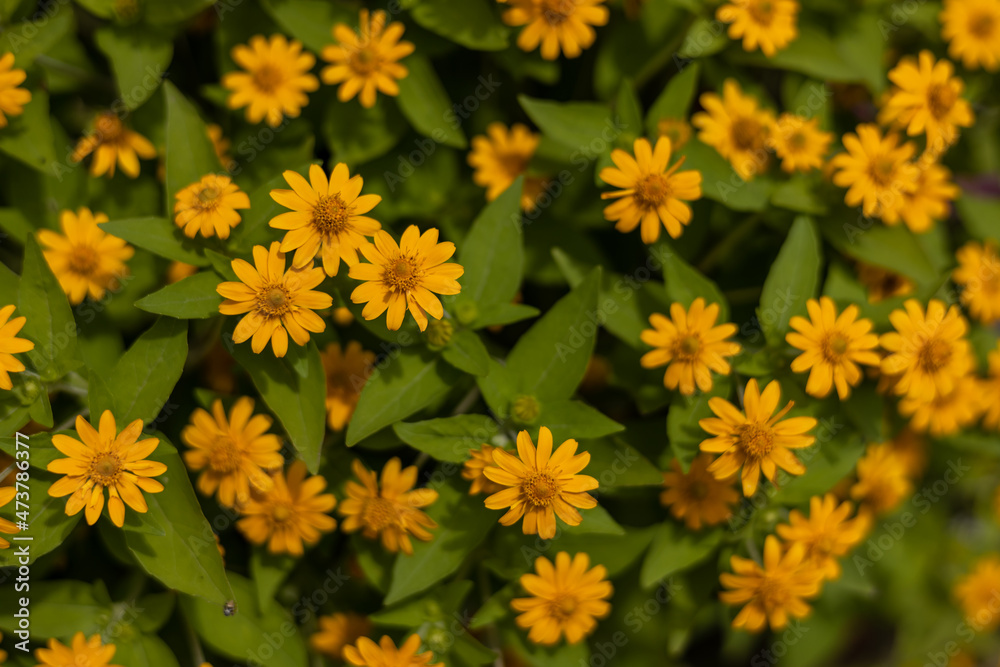 Top view, close-up background, small yellow flowers with many green leaves. Top view, close-up background, small yellow flowers with many green leaves.