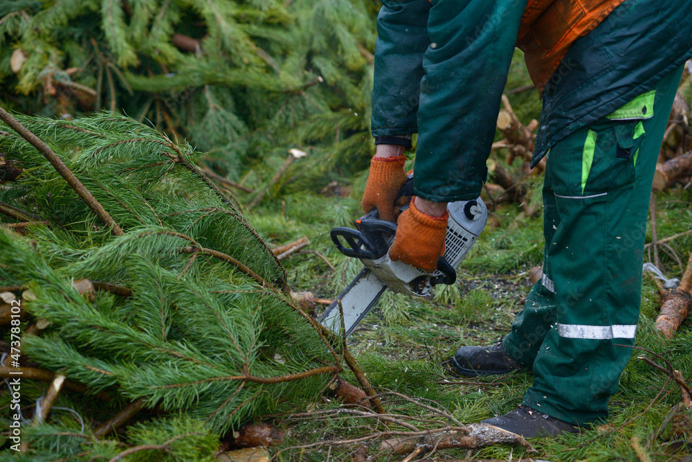 Obraz premium Lumberman hands cutting branches of pines, used Christmas tree, with the chainsaw for recycling. Collection point for recycling