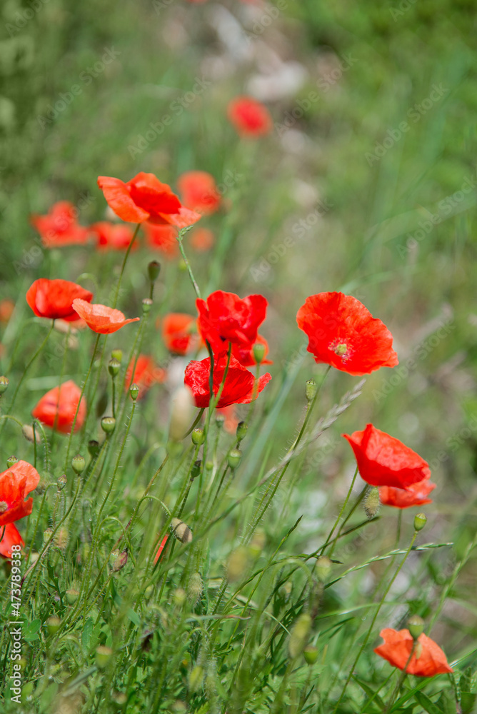 Red poppy flowers bloom among green grass in summer field