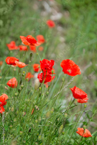 Red poppy flowers bloom among green grass in summer field