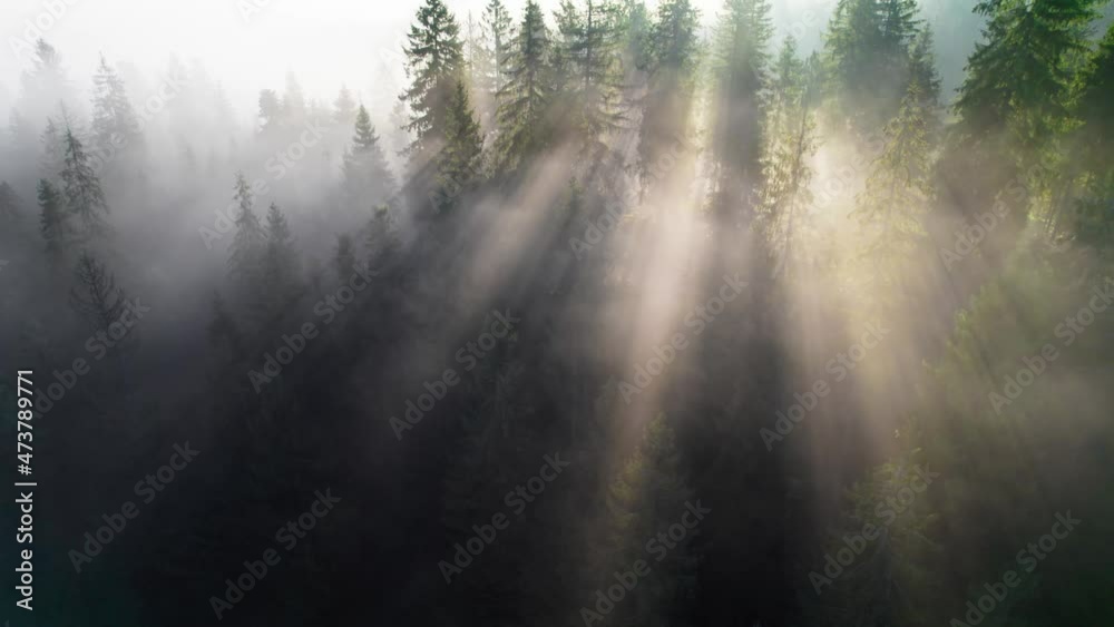 Magnificent sunbeams make their way through the dense fog in the forest at sunrise. Aerial shot of misty sunny forest with fir trees