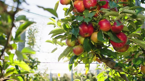 Early autumn day in the modern apple orchard farmer worker pickup the ripe red apple from the tree concept of organic food and farming industry