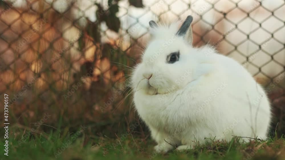 Cute white dwarf rabbit sitting in the yard with green grass