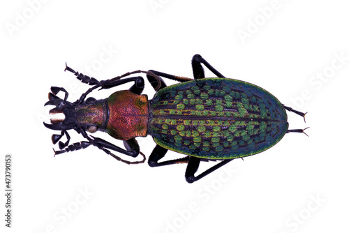 Ground beetle Carabidae Carabus acoptolabrus schrenki from Far East Russia Sikhote-Alyne photo