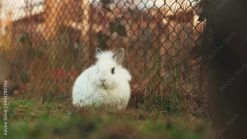 Cute white dwarf rabbit sitting in the yard with green grass