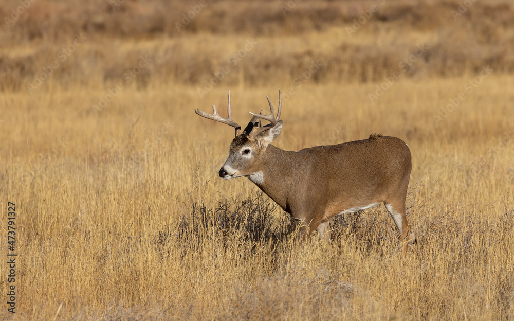 Buck Whitetail Deer in the Rut in Colorado in Autumn Buck Whitetail Deer in the Rut in Colorado in Autumn