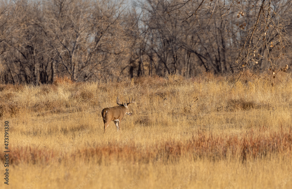 Buck Whitetail Deer in the Rut in Colorado in Autumn Buck Whitetail Deer in the Rut in Colorado in Autumn