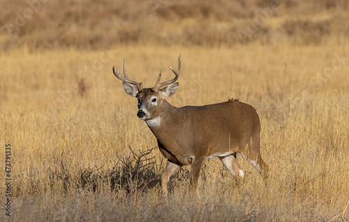 Buck Whitetail Deer in the Rut in Colorado in Autumn