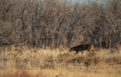 Fototapeta Naklejka Na Ścianę i Meble -  Buck Whitetail Deer in the Rut in Colorado in Autumn