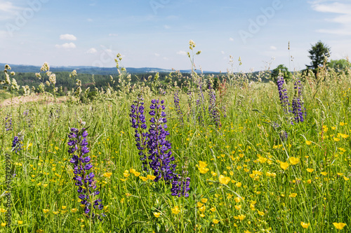 Purple lupine blooming in summer meadow photo