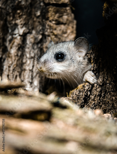 Foto Edible dormouse (Glis glis) pup foraging at night