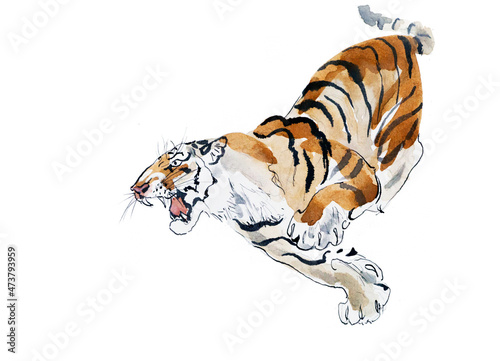 The formidable tiger runs, jumps and roars