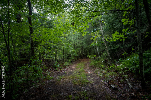 path in the forest