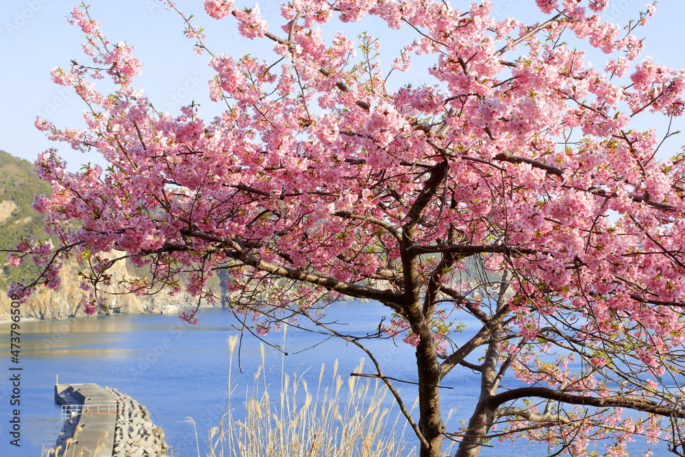 Fototapeta premium 海沿いに咲く河津桜 