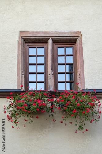 Window with window box and geraniums