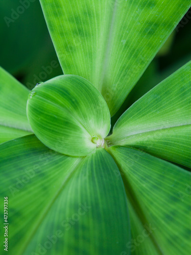 Stepladder Ginger - Costus malortieanus blooming plant with a beautiful flower. photo