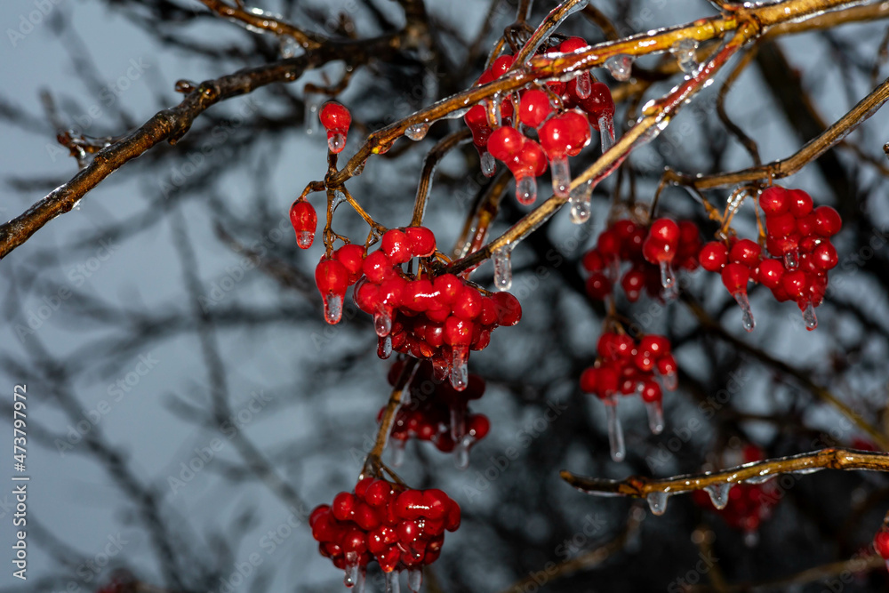 Viburnum bush with frozen red berries and branches. Winter christmas background, panorama Viburnum bush with frozen red berries and branches. Winter christmas background, panorama