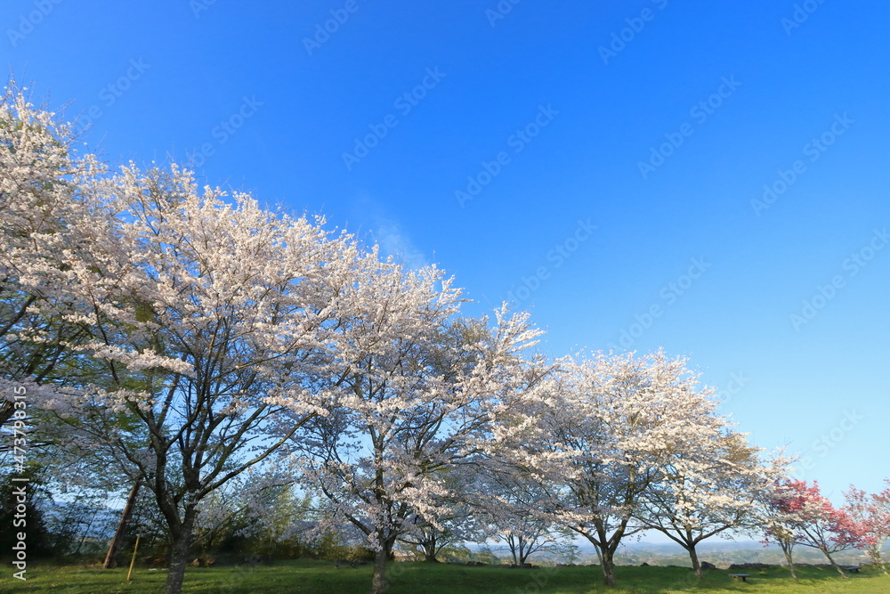 桜並木